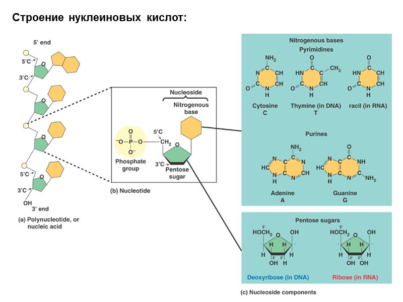 Строение нуклеиновых кислот: